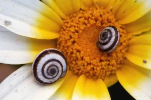 Snail shells on Crown daisy (Glebionis coronarium) flower, Kritsa, Crete, Greece Snail shells on Crown daisy (Glebionis coronarium) flower, Kritsa, Crete, Greece
