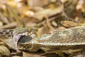 Snake (Madagascarophis meridionalis) feeding on Chamaleon (Furcifer sp) Anja reserve Snake (Madagascarophis meridionalis) feeding on Chamaleon (Furcifer sp) Anja reserve