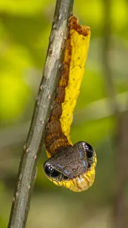 February 2022 highlights/snake mimic caterpillar hemeroplanes triptolemus February 2022 highlights/snake mimic caterpillar hemeroplanes triptolemus