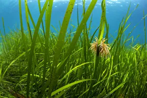 Snakelocks anemone (Anemonia viridis) growing on a stalk of Eelgrass (Zostera marina) Snakelocks anemone (Anemonia viridis) growing on a stalk of Eelgrass (Zostera marina)