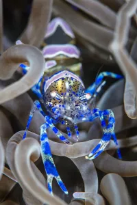 Snakelocks shrimp (Periclimenes sagittifer) living symbiotiocally inside a snakelocks Snakelocks shrimp (Periclimenes sagittifer) living symbiotiocally inside a snakelocks