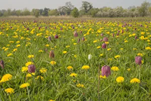 Snakes head fritillary (Fritillaria meleagris) flowering with Dandelions in meadow Snakes head fritillary (Fritillaria meleagris) flowering with Dandelions in meadow