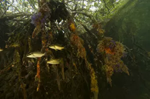 Images Dated 16th May 2005: Snappers {Lutjanidae} amongst the roots of Red Mangrove trees {Rhizophora mangle}