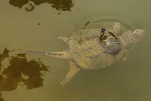 Snapping turtle (Chelydra serpentina) with Painted turtle (Chrysemys picta) feeding Snapping turtle (Chelydra serpentina) with Painted turtle (Chrysemys picta) feeding