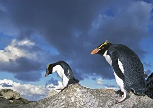 Snares-crested penguin (Eudyptes robustus) walking along rocks, Snares Island, New