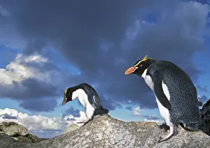 Eudyptes Gallery: Snares-crested penguin (Eudyptes robustus) walking along rocks, Snares Island, New