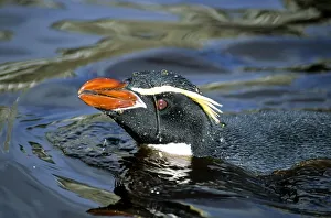Eudyptes Gallery: Snares Crested penguin (Eudyptes robustus) bathing in freshwater pool, Snares Island