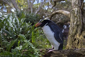 Snares island crested penguin (Eudyptes robustus) in forest, Snares Island, New Zealand