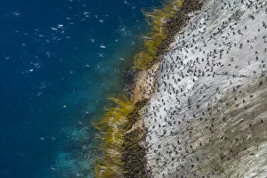 Spheniscidae Gallery: Snares island crested penguin (Eudyptes robustus) colony on the coast, high angle view