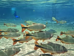 Snorkeller with shoal of Piraputanga (Brycon hilarii), Rio Olha d' Snorkeller with shoal of Piraputanga (Brycon hilarii), Rio Olha d'