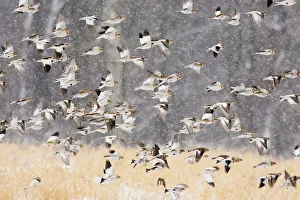 Snow buntings (Plectrophenax nivalis) flock in flight during a snowstorm, New York, USA, January Snow buntings (Plectrophenax nivalis) flock in flight during a snowstorm, New York, USA, January