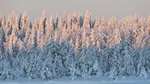 Boreal Forest Gallery: Snow covered forest in afternoon light. Central Finland. January 2019
