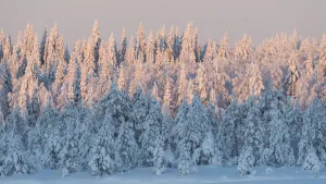 Boreal Forest Gallery: Snow covered forest in afternoon light. Central Finland. January 2019