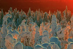 Boreal Forest Gallery: Snow-covered taiga forest in Finland. Honoured in the MontPhoto awards 2020