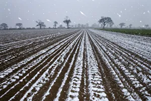 Snow falling on arable land with Oak trees in the background, Southrepps, Norfolk Snow falling on arable land with Oak trees in the background, Southrepps, Norfolk