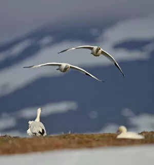 Images Dated 4th June 2011: Snow geese (Chen caerulescens caerulescens) pair in flight, Wrangel Island, Far Eastern Russia