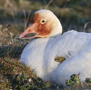 Snow goose (Chen caerulescens caerulescens) brooding chicks, with rusty orange face Snow goose (Chen caerulescens caerulescens) brooding chicks, with rusty orange face