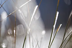 Images Dated 5th October 2008: Snow on grass, Durmitor NP, Montenegro, October 2008