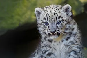 Snow leopard (Panthera uncia) age three months, captive Snow leopard (Panthera uncia) age three months, captive