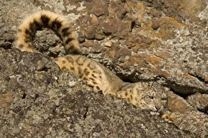 Images Dated 23rd February 2005: Snow leopard {Panthera uncia} camouflaged in crevice on rocky ground, China, captive