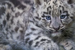 Snow leopard (Panthera uncia) cub age three months, captive Snow leopard (Panthera uncia) cub age three months, captive