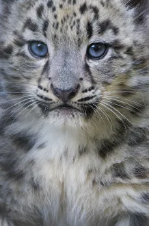 Snow leopard (Panthera uncia) cub age three months, captive Snow leopard (Panthera uncia) cub age three months, captive