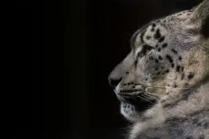 Snow leopard (Panthera uncia) female, captive Snow leopard (Panthera uncia) female, captive