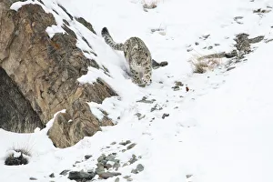 Snow leopard (Panthera uncia) female in snow, Hemis National Park, Ladakh, India Snow leopard (Panthera uncia) female in snow, Hemis National Park, Ladakh, India