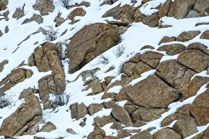 Snow leopard (Panthera uncia) male moving over rocky, snow-covered slopes. Ulley Valley Snow leopard (Panthera uncia) male moving over rocky, snow-covered slopes. Ulley Valley