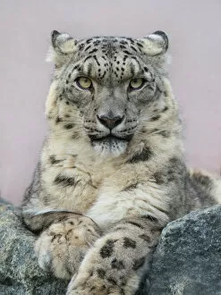 Leopard Gallery: Snow leopard (Panthera uncia) portrait with ears back. Captive
