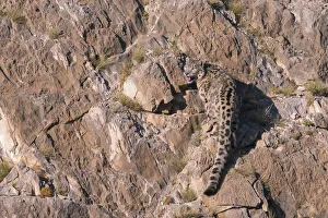 Snow Leopard (Panthera uncia) rear view on rocks, Mongolia Snow Leopard (Panthera uncia) rear view on rocks, Mongolia