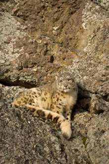 Images Dated 23rd February 2005: Snow leopard {Panthera uncia} on rocky ground, China, captive