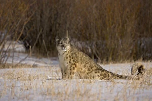 Images Dated 22nd February 2005: Snow leopard {Panthera uncia} sitting in snowy landscape, China, captive