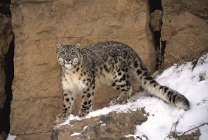 Images Dated 5th October 2006: Snow leopard on snow covered rockface {Panthera uncia} captive