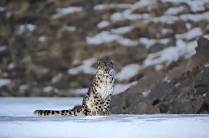 Snow leopard (Uncia uncia) Altai Mountains, Mongolia. March Snow leopard (Uncia uncia) Altai Mountains, Mongolia. March