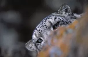Images Dated 4th February 2004: Snow leopard. Wild. {Panthera uncia} Hemis NP, Ladakh, India