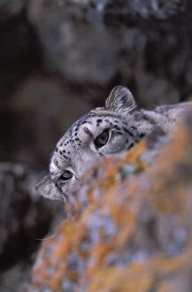 Images Dated 4th February 2004: Snow leopard. Wild. {Panthera uncia} Ladakh, India