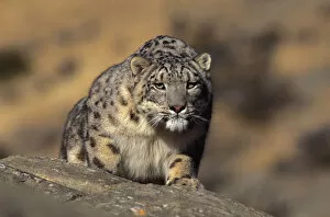 Images Dated 4th February 2004: Snow leopard. Wild {Panthera uncia} Ladakh, India