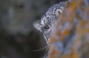 Snow leopard. Wild. {Panthera uncia}Ladakh, India Snow leopard. Wild. {Panthera uncia}Ladakh, India