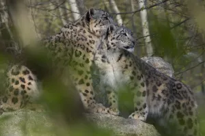 Snow leopards (Panthera uncia) mother and young, captive Snow leopards (Panthera uncia) mother and young, captive
