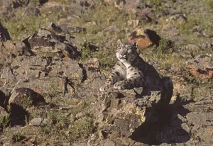 Wild Snow Leopard Print: A Camouflaged Female at 2500m