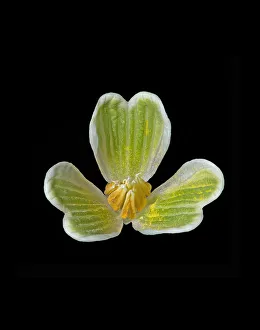 Snowdrop (Galanthus nivalis) anthers and inner petals.Outer petals have been removed Snowdrop (Galanthus nivalis) anthers and inner petals.Outer petals have been removed