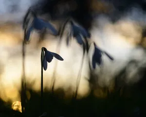 Snowdrop (Galanthus nivalis) flowering, silhouetted at sunset, London, UK, February Snowdrop (Galanthus nivalis) flowering, silhouetted at sunset, London, UK, February