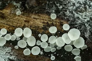 Ascomycota Gallery: Snowy disco fungus (Lachnum virgineum) Gosford Forest Park, County Armagh