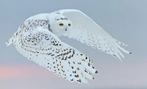 Images Dated 4th February 2016: Snowy owl (Bubo scandiaca) female in flight. Canada. February
