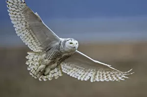 Images Dated 18th February 2013: Snowy owl (Bubo scandiacus) in flight, Boundary Bay, British Columbia, Canada. February