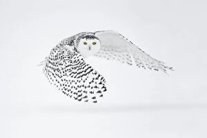 Images Dated 10th January 2017: Snowy owl (Bubo scandiacus) in flight, Ontario, Canada, January