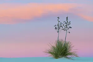 Soaptree yucca (Yucca elata) at sunset. White Sands National Monument, New Mexico, USA Soaptree yucca (Yucca elata) at sunset. White Sands National Monument, New Mexico, USA