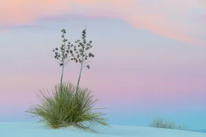 Soaptree yucca (Yucca elata) and twilight sky, showing Belt of Venus (blue of earth's Soaptree yucca (Yucca elata) and twilight sky, showing Belt of Venus (blue of earth's