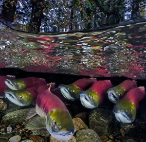 Sockeye salmon (Oncorhynchus nerka) migration, Adams River, British Columbia, Canada Sockeye salmon (Oncorhynchus nerka) migration, Adams River, British Columbia, Canada